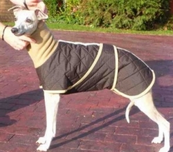 manteau pour petit levrier italien